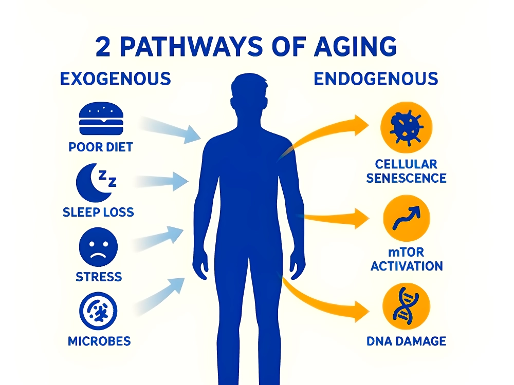 The Longevity Equation: How Inflammation Drives Aging — and What You Can Do to Slow It