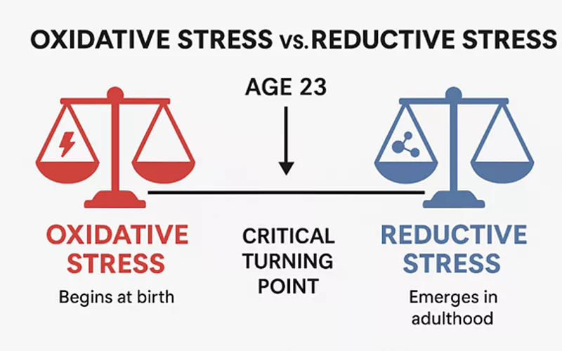 Roberts Sparling Chiropractic explains oxidative stress and chiropractic wellness.