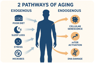 The Two Pathways of Inflammaging: External Stress vs. Internal Decay: